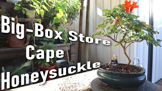 New Cape Honeysuckle  Affordable Home Depot Plant  Poor Mans Bonsai [upl. by Fleeman749]