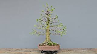 Bonsai Taxodium distichum 13 Anos Masterpiece [upl. by Anomar]