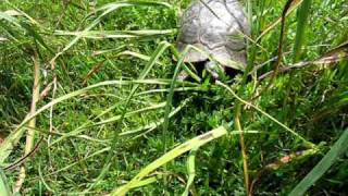 tortue Testudo Weissingeri sauvage du Péloponnèse [upl. by Flory471]