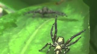 Jumping spider Hyllus Diardi Male vs male Threat Display [upl. by Annaesor]