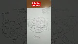 BSC Ist year practical diagrams lucknow bscpractical Amoeba bscnotes bsc1styear [upl. by Atiral]