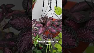 Episcia varieties for sale whatsapp status  golden sparrow plants gardening episcia flowers [upl. by Eamanna]