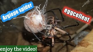 Argiope spider making an egg sac [upl. by Kathi727]