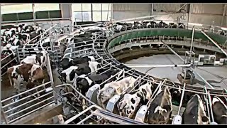 When cows go to carousel  The intelligent cowshed [upl. by Mercado11]