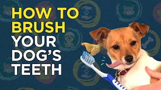 How to Brush Your Dogs Teeth  VetVid Dog Care Video [upl. by Rramaj825]