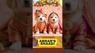 Abrars Entry Adorable Puppies Shaadi shorts viral [upl. by Abrams]