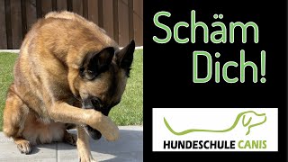 Schäm dich  Hundeschule Canis [upl. by Hershell460]