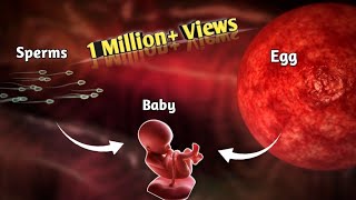 The Journey of Sperm and Egg The Fertilization Process  Pregnancy  Conception Explained in Urdu [upl. by Eddana]