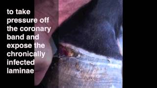 Chronic white line infection in a horse  chronic foot abscess  pus in foot [upl. by Annais]