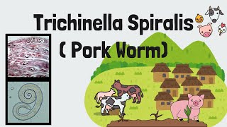 Trichinella spiralis FULL Lecture  Pork Worm  Trichinosis  Intestinal Nematodes  Novice Medic [upl. by Rasure]