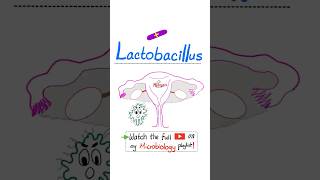 Lactobacillus Bacteria  Lactobacilli  Gram positive rod anaerobe pH regulation science nurse [upl. by Bakki326]