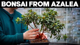 How to Make Bonsai from Azalea🌸EASY [upl. by Ella]