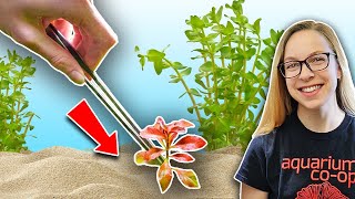 Beginners Guide How to Plant Live Aquarium Plants [upl. by Ynoble56]