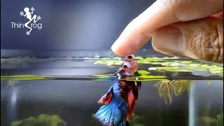 Betta Fish Male VS Female in High Jump [upl. by Llebasi384]