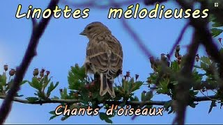 LINOTTE MELODIEUSE chant [upl. by Nallij]