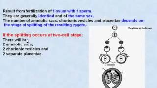 45 General Embryology Monozygotic Twins [upl. by Dyson]