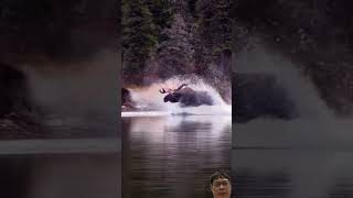 Bull moose running though water live2hunt [upl. by Rosse759]