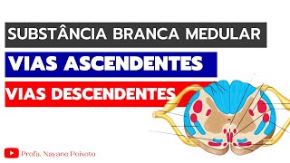 02 de 02  Anatomia Funcional da Medula Espinal substância branca  vias ascendentes e descendentes [upl. by Eseyt]