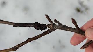 Baum Rückschnitt bei abnehmenden absteigenden Sternzeichen Schütze Mond Bäume nehmen keinen Schaden [upl. by Eclud563]