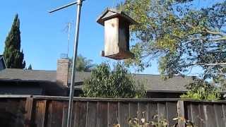 Actual Squirrel Proof Bird Feeder [upl. by Godrich]