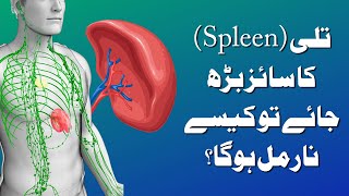 Spleen Enlargement Treatment in Urdu  Tilli ka size berh jana [upl. by Carce]