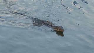 Giant Monitor Lizard Swimming in Lumpini Park Bangkok [upl. by Vallonia]