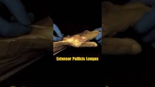 Functions of Extensor Pollicis BrevisAdductor Pollicis Longus Extensor Pollicis Longus Explained [upl. by Alegnaoj]