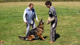 Exclusive Protection Dog Under Control Kraftwerk K9 German Shepherds [upl. by Enylekcaj]