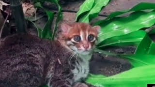 FlatHeaded Cat Playing in the Leaves 🍃 [upl. by Nam3]