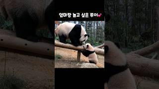 20240104 엄마랑 놀고 싶은 루이바옹💕아이바오 루이후이 쌍둥바오 🐼🐼🐼 바오걸즈 2기 [upl. by Deadman958]