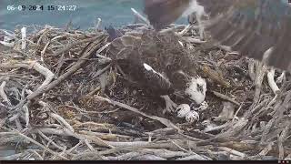 Port Lincoln Osprey 06092024 1521 [upl. by Carolyn3]