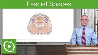 Fascial Spaces amp Surgical Access to Trachea Neck – Head and Neck Anatomy  Lecturio [upl. by Richia]