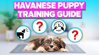 Havanese Puppy Training Tips [upl. by Corine883]