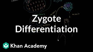 Zygote differentiating into somatic and germ cells  MCAT  Khan Academy [upl. by Norman]