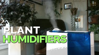 How to Use a Humidifier for Your Houseplants 💦🌱 [upl. by Lemor933]