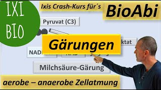 Anaerobe und aerobe Zellatmung im Vergleich  Alkoholische Gärung und Milchsäuregärung im Detail [upl. by Rosenfeld]