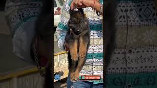 Dog कान कब खड़े होंगे🤔At what age do German Shepherd ears stand up shortsfeed dog germanshepherd [upl. by Ettennaj90]