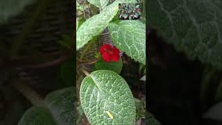 mini vlogs day 285 santali vlogs odisha rourkela succulent gardening plant short trending [upl. by Milty]