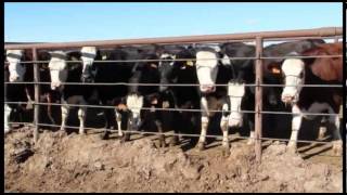 The benefits of crossbreeding dairy cattle ProCross dairyman Ben Andersen Idaho US [upl. by Stockton489]