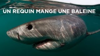 Un requin mange une baleine [upl. by Gnah497]