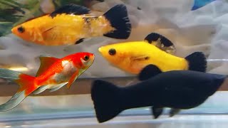 Can mollies and goldfish live together can goldfish and molly fish share the same tank [upl. by Gall]