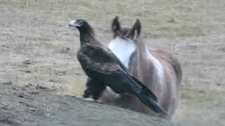 Wedge Tailed Eagle Meets Foal [upl. by Balfore]