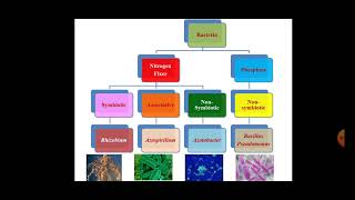 Classification of Biofertilizers [upl. by Nwahsram884]