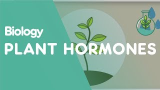 Plant Hormones Tropisms  Plants  Biology  FuseSchool [upl. by Ajed]