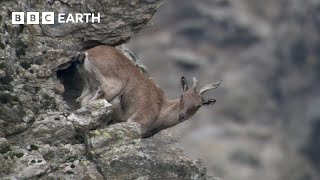 Baby Goats do Parkour to Escape a Leopard  Animal Babies  BBC Earth [upl. by Ahseiuqal]