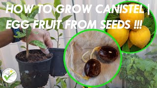 How to grow Canistel  Yellow Sapote  Egg Fruit from seeds [upl. by Auqinot]