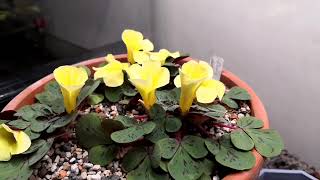 Time lapse Oxalis luteola splash flower [upl. by Ased803]