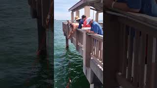 Pier 60 Clearwater Beach Florida USA Master Angler Brings Up Disappointed Snook [upl. by Ecaroh]