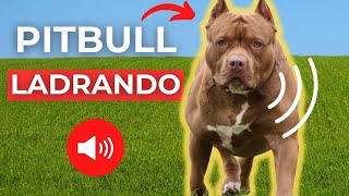 PITBULL LADRANDO y GRUÑENDO 🐕 Ladrido de Perro [upl. by Ayian88]