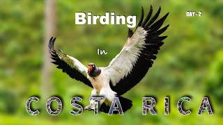 BIRDS AROUND BOCATAPADA COSTA RICA 4K [upl. by Farlee]